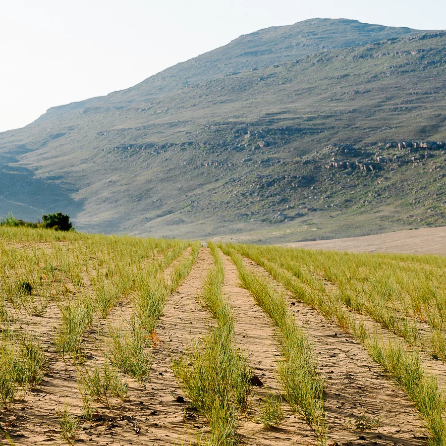 Rooibos vert bio Long Cut