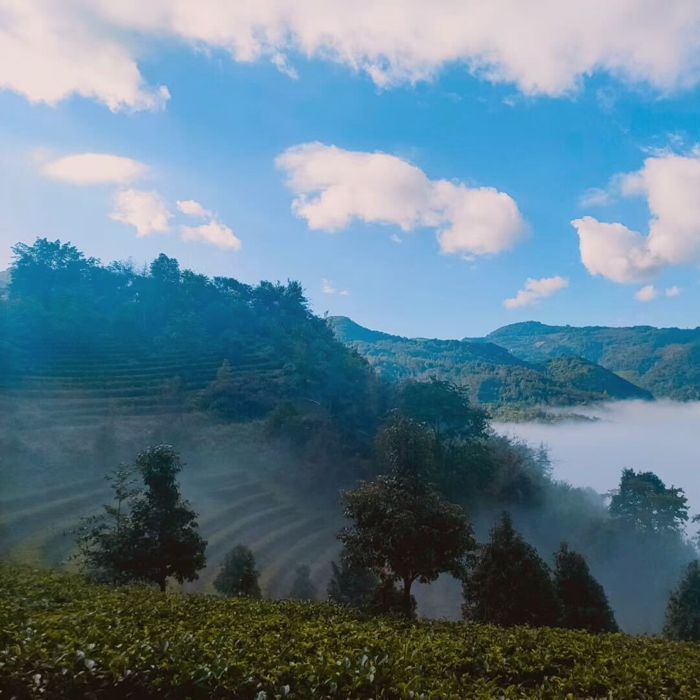 LINCANG SHOU PU ERH 2018 BIO LINCANG SHOU PU ERH 2018 BIO