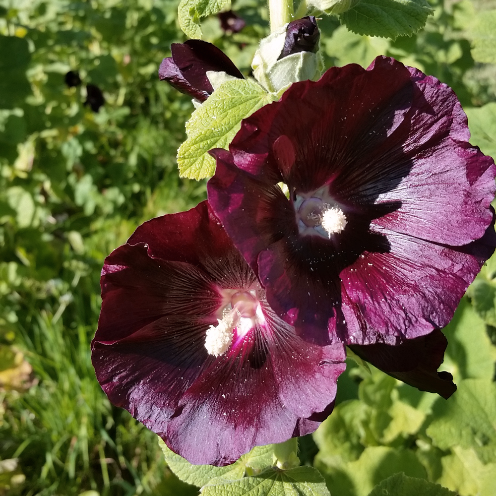 Schwarze Malve Bio Schwarze Malve Bio