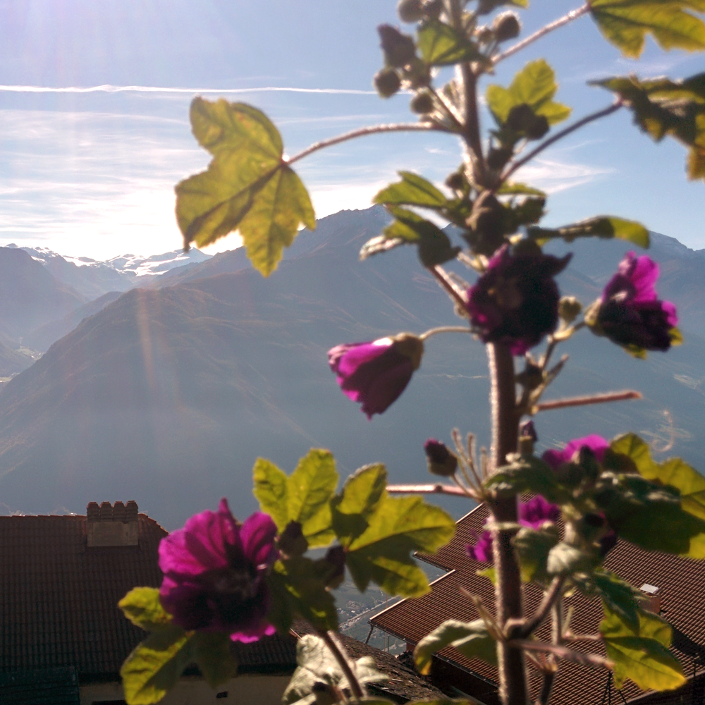 Black Mallow Flower Tea Organic Black Mallow Flower Tea Organic