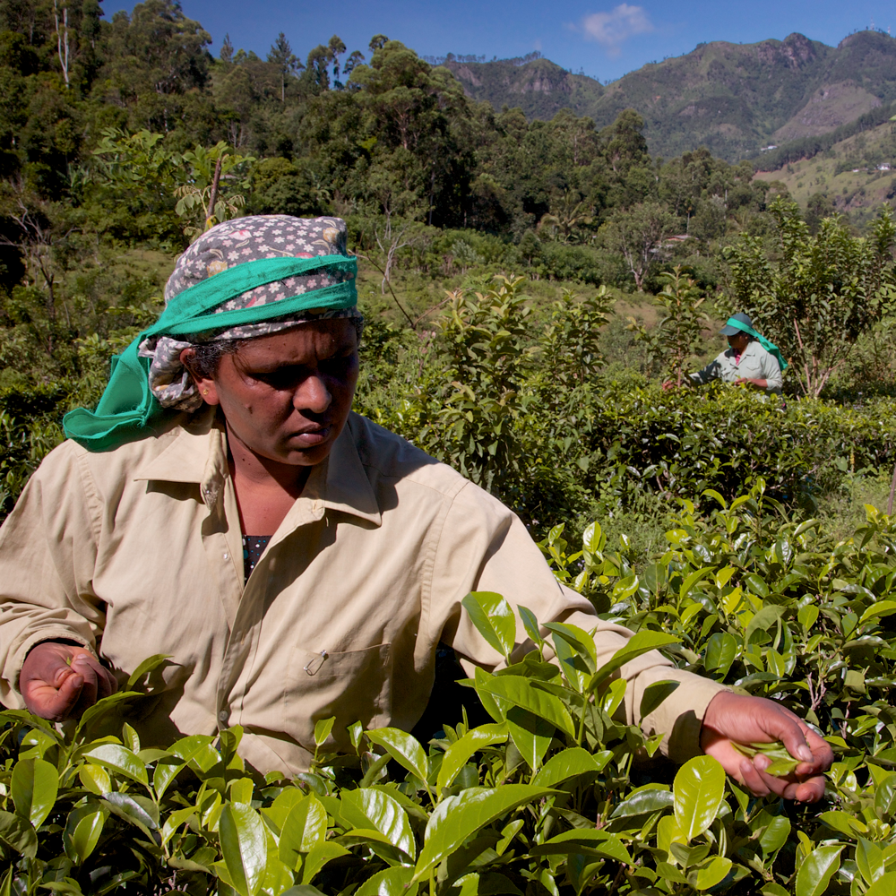 CEYLON SUPREME HAND-ROLLED 