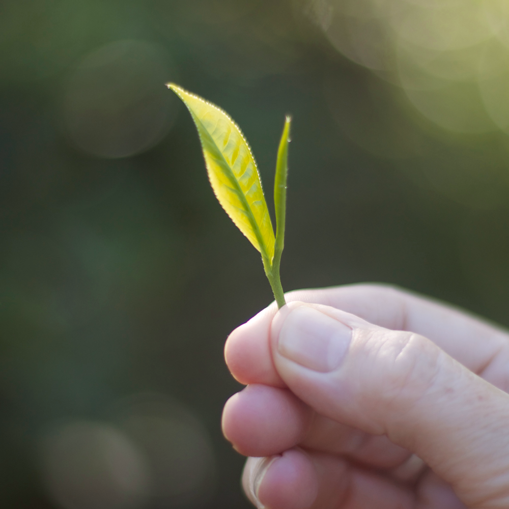 CEYLON SUPREME HAND-ROLLED 