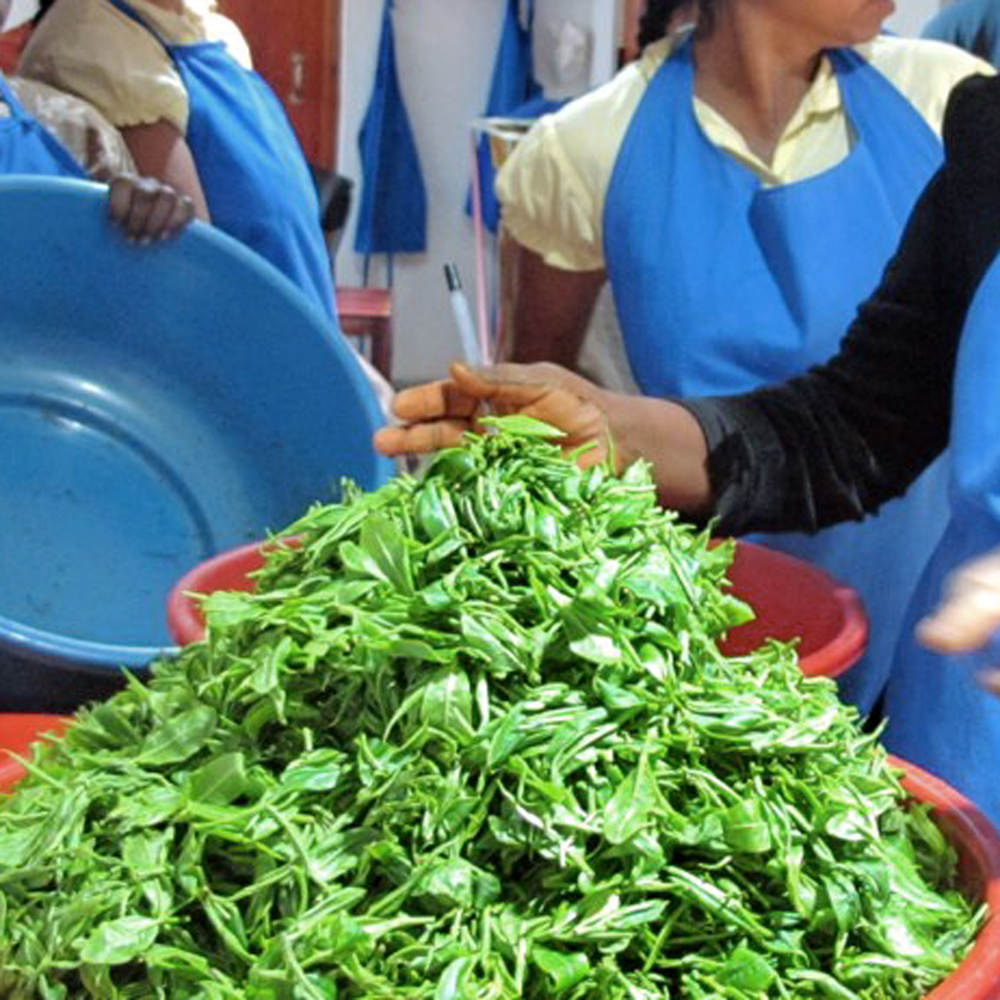 CEYLON SUPREME HAND-ROLLED  CEYLON SUPREME HAND-ROLLED