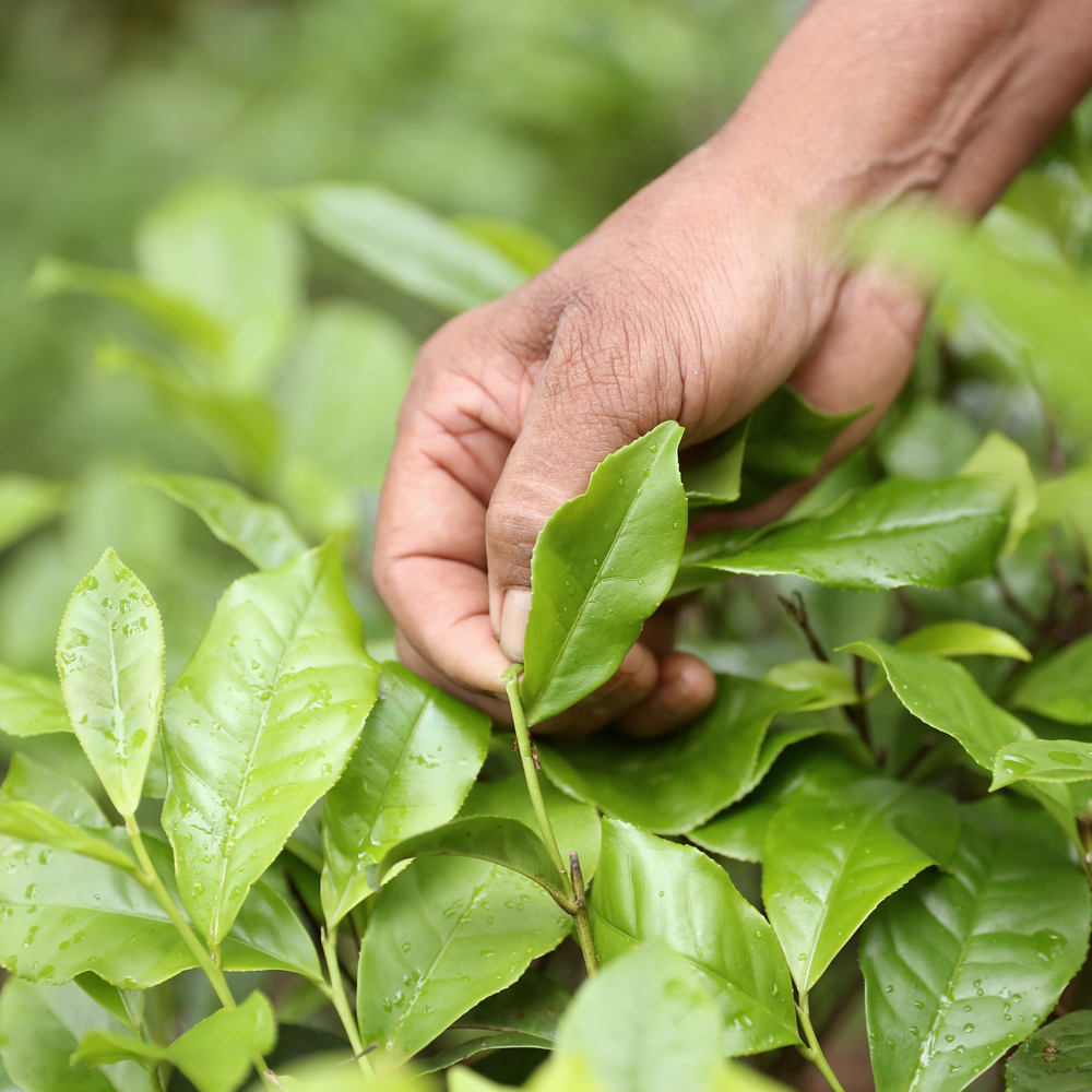 Gampola Ceylon Orange Pekoe Fannings Bio