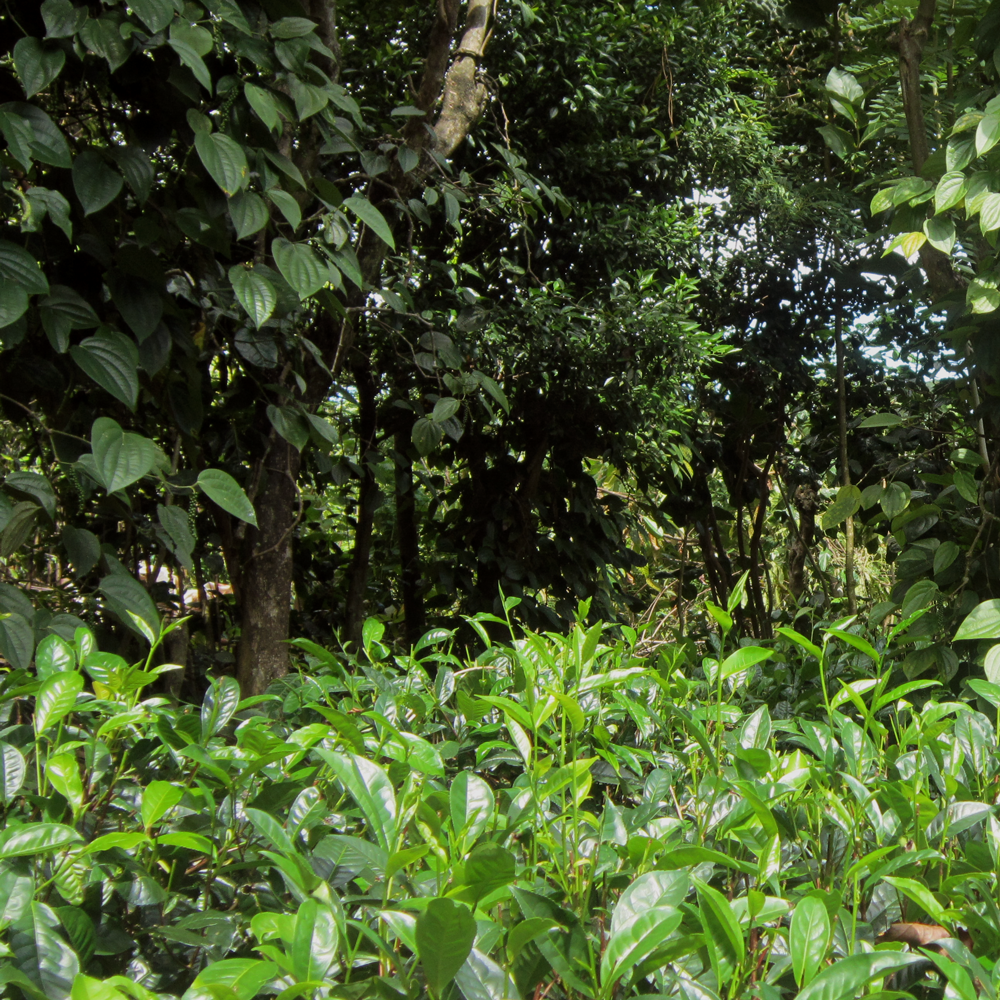 Gampola Ceylon Orange Pekoe Fannings Bio