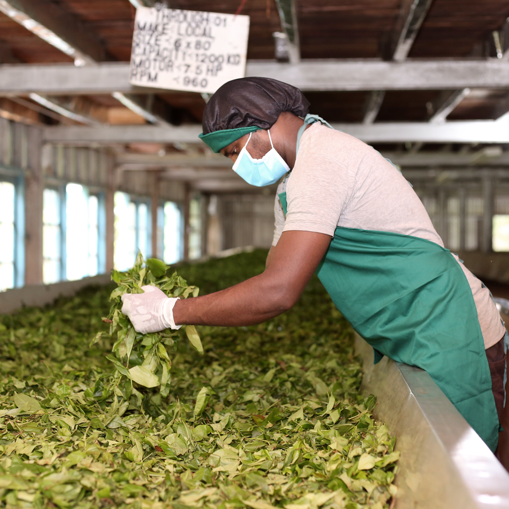 Gampola Ceylon Orange Pekoe Fannings Organic Gampola Ceylon Orange Pekoe Fannings Organic