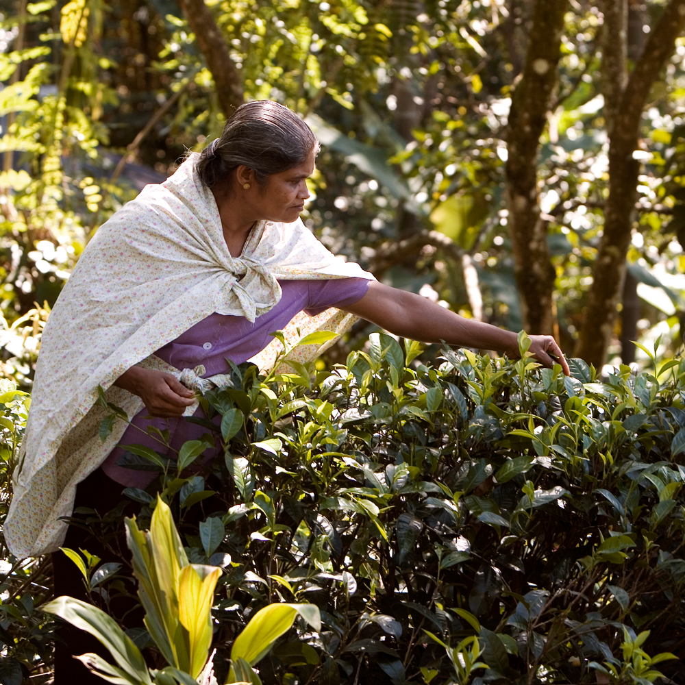 Gampola Ceylon Orange Pekoe Fannings Organic Gampola Ceylon Orange Pekoe Fannings Organic