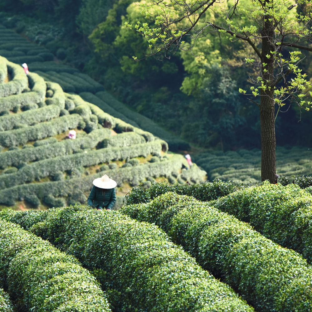 Genmaicha Zhejiang Premium Genmaicha Zhejiang Premium