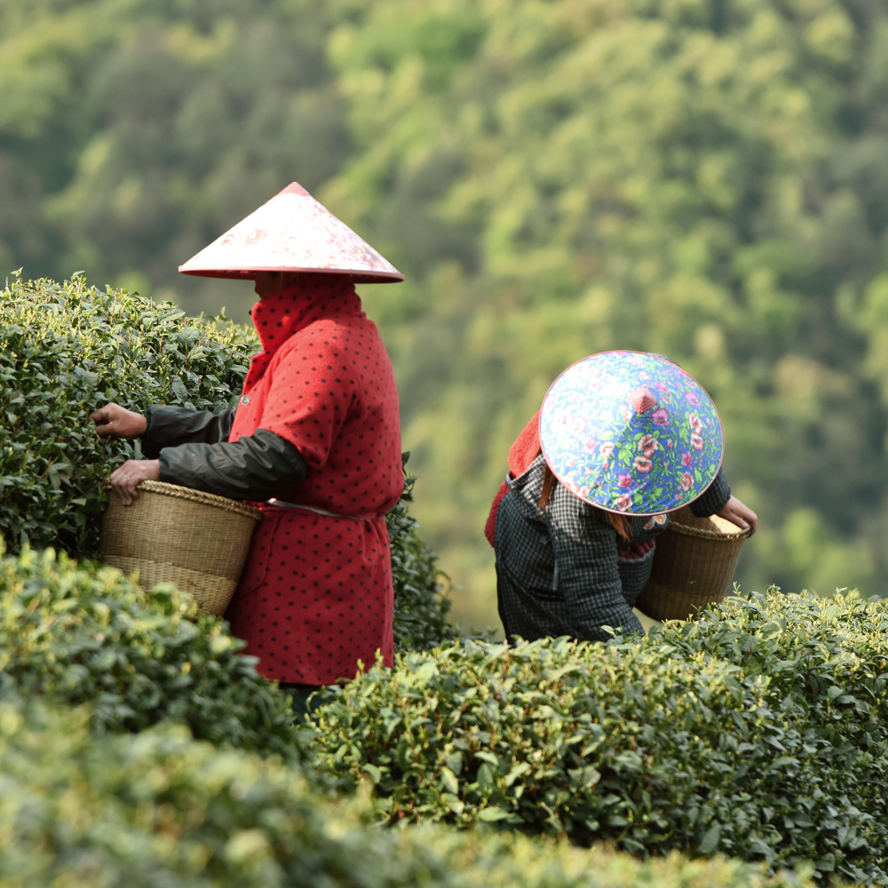 Genmaicha Zhejiang Premium Genmaicha Zhejiang Premium