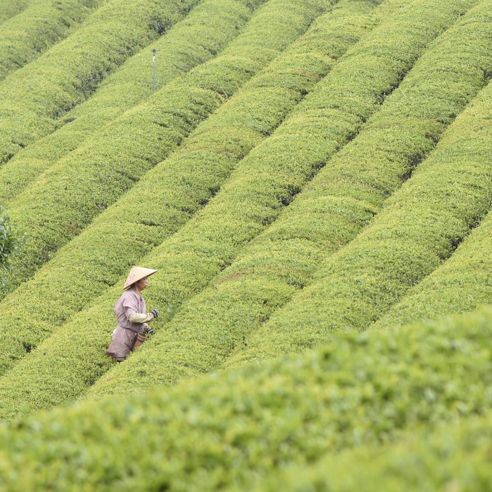 Genmaicha Zhejiang Premium