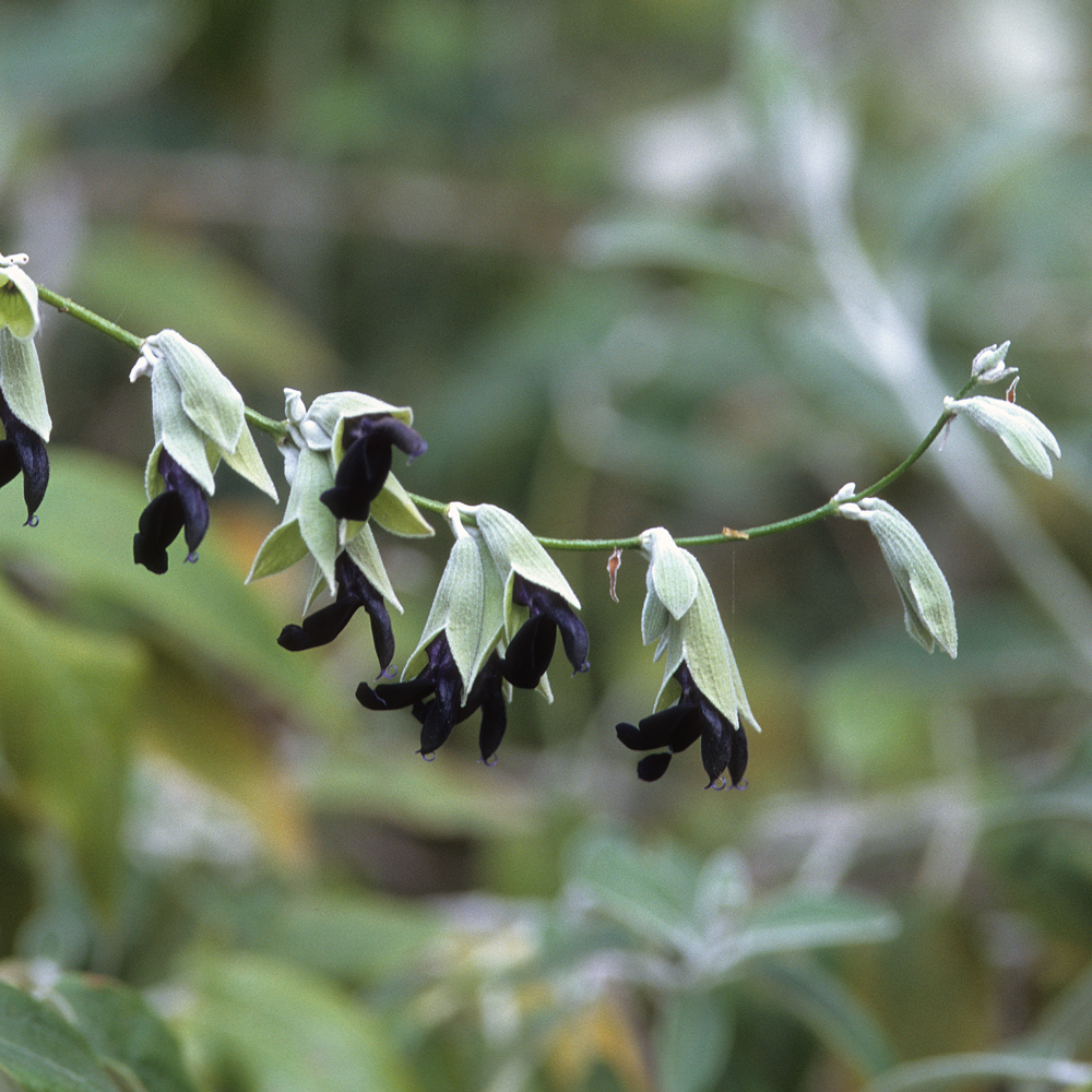 Peruanischer Salbei Bio Peruanischer Salbei Bio
