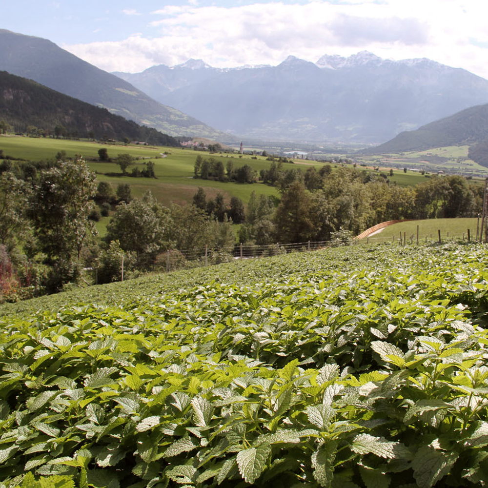 Peruanischer Salbei Bio Peruanischer Salbei Bio