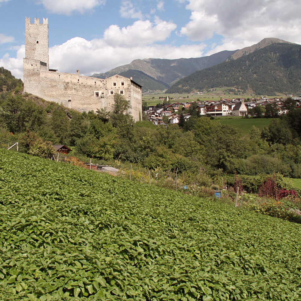 Tisane à la sauge cassis péruvienne Bio