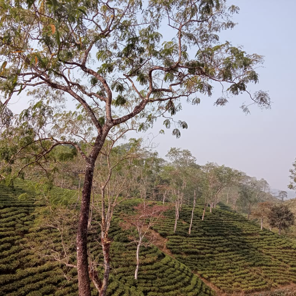 Assam Bubrighat Bio Assam Bubrighat Bio