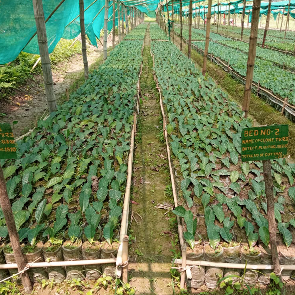 Assam Bubrighat Bio Assam Bubrighat Bio