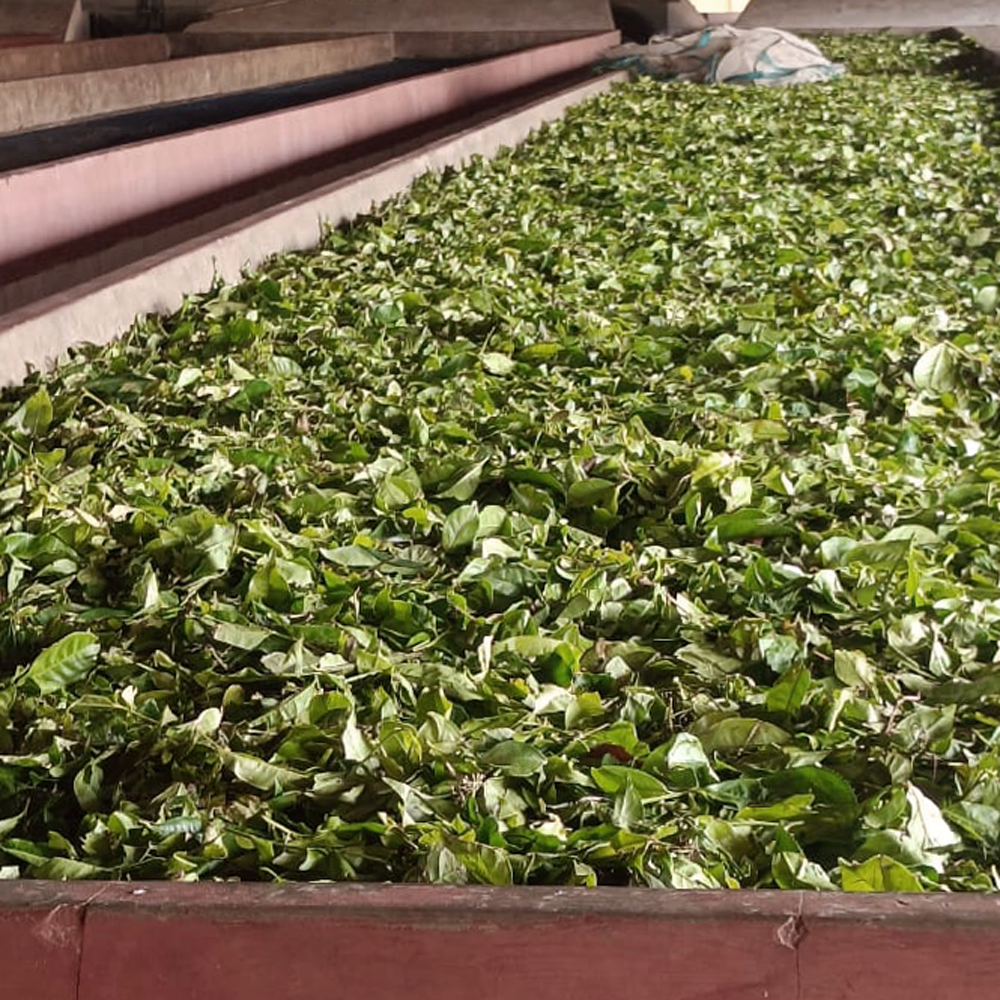 Assam Bubrighat Bio Assam Bubrighat Bio