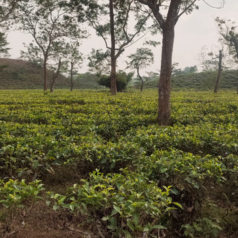 Assam Bubrighat Bio Assam Bubrighat Bio