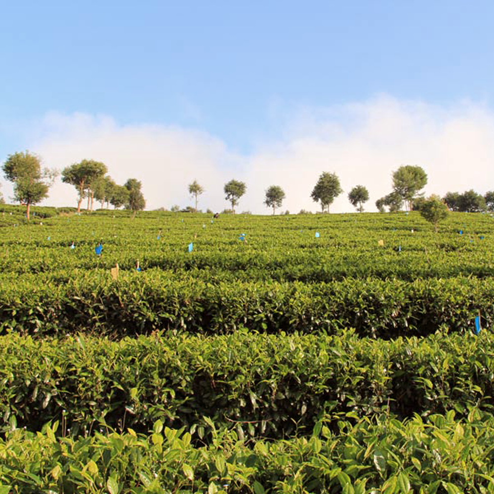 WULIANG MTN. CLASSIC BIO SHOU PU ERH