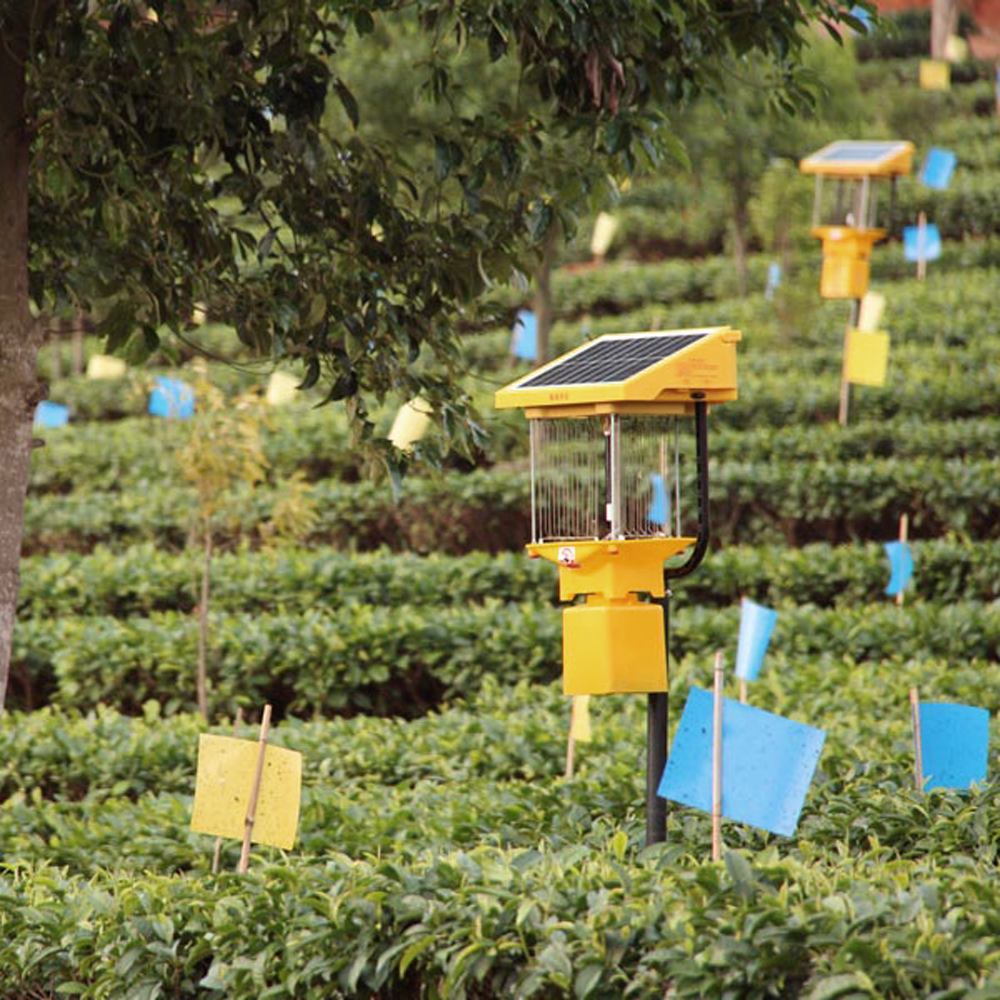 Mont Wuliang, Shou Pu Erh bio classique  Mont Wuliang, Shou Pu Erh bio classique