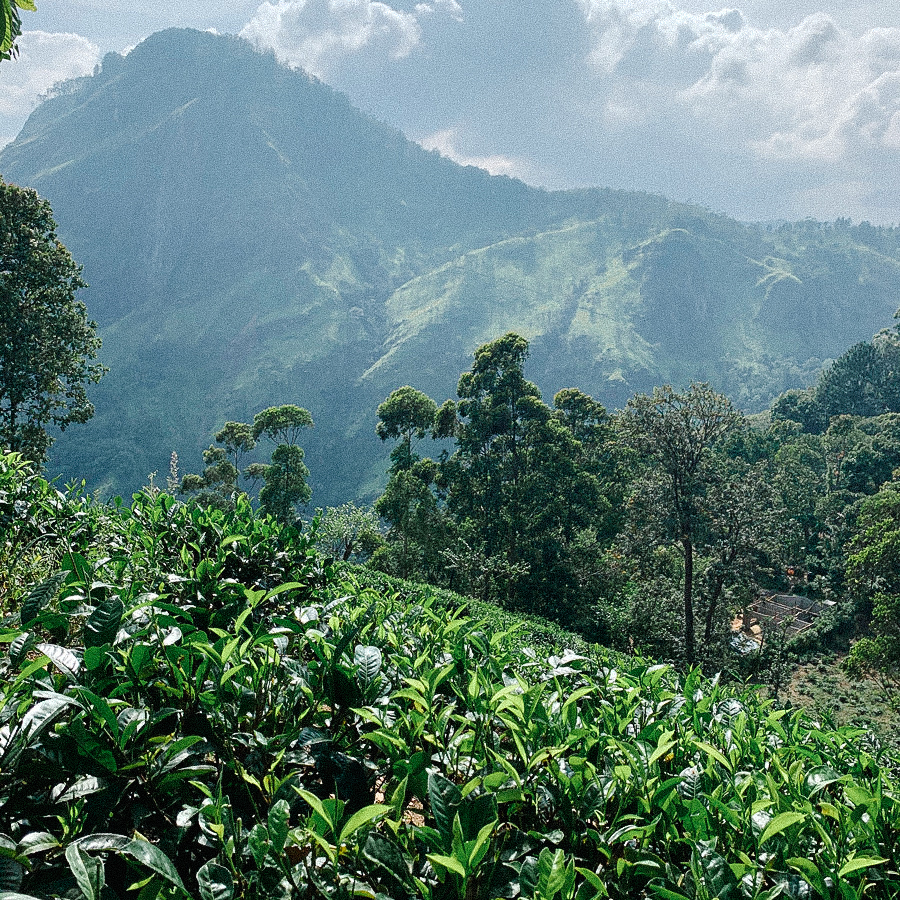 Mélange de Frise orientale Mélange de Frise orientale