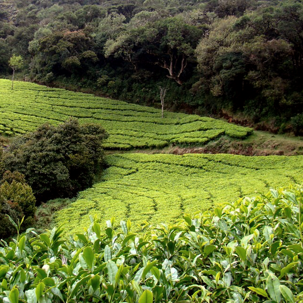 Nilgiri Black Winter Flush Bio