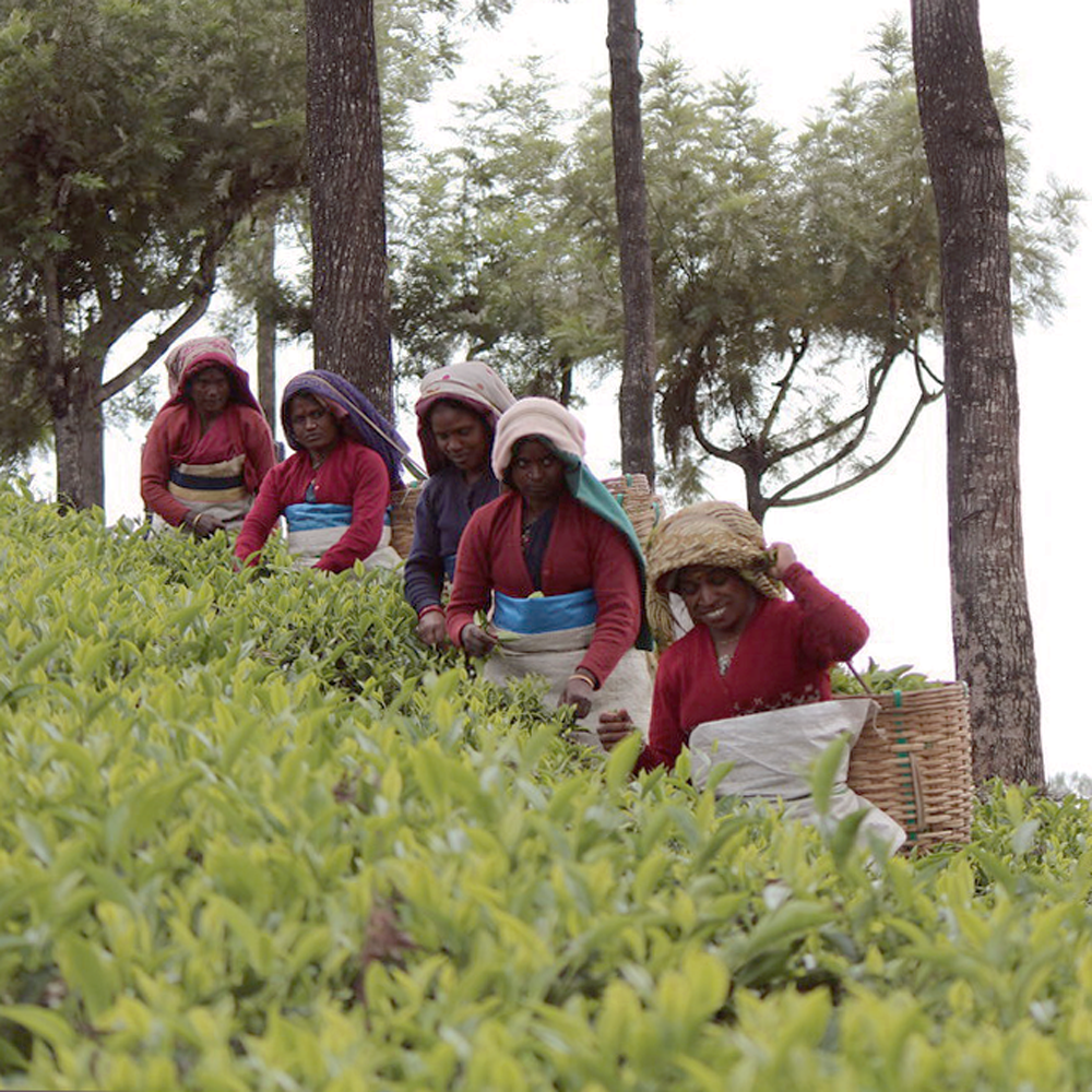 Nilgiri Black Winter Flush Bio