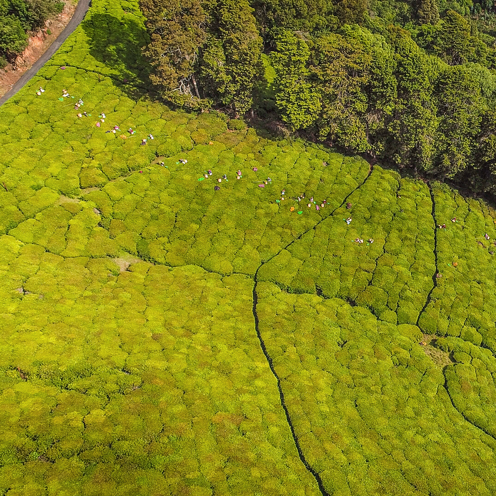 Nilgiri Black Frost Winter Flush Bio