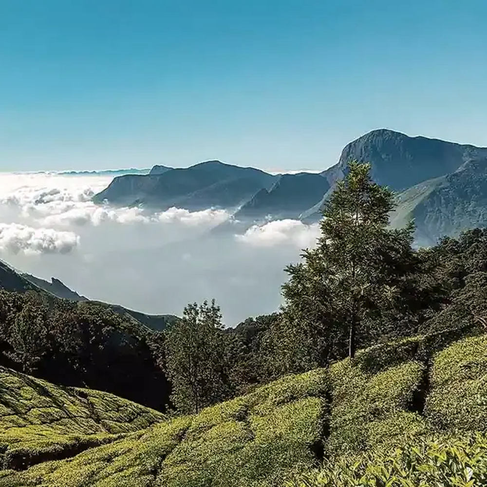 Nilgiri Noir Frost Winter Flush Bio