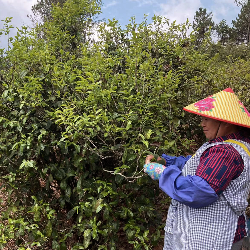 LAO CHA TOU SHOU PU ERH LAO CHA TOU SHOU PU ERH