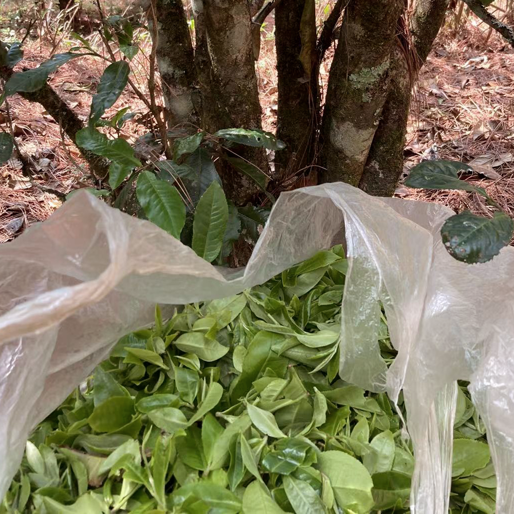 LAO CHA TOU SHOU PU ERH LAO CHA TOU SHOU PU ERH