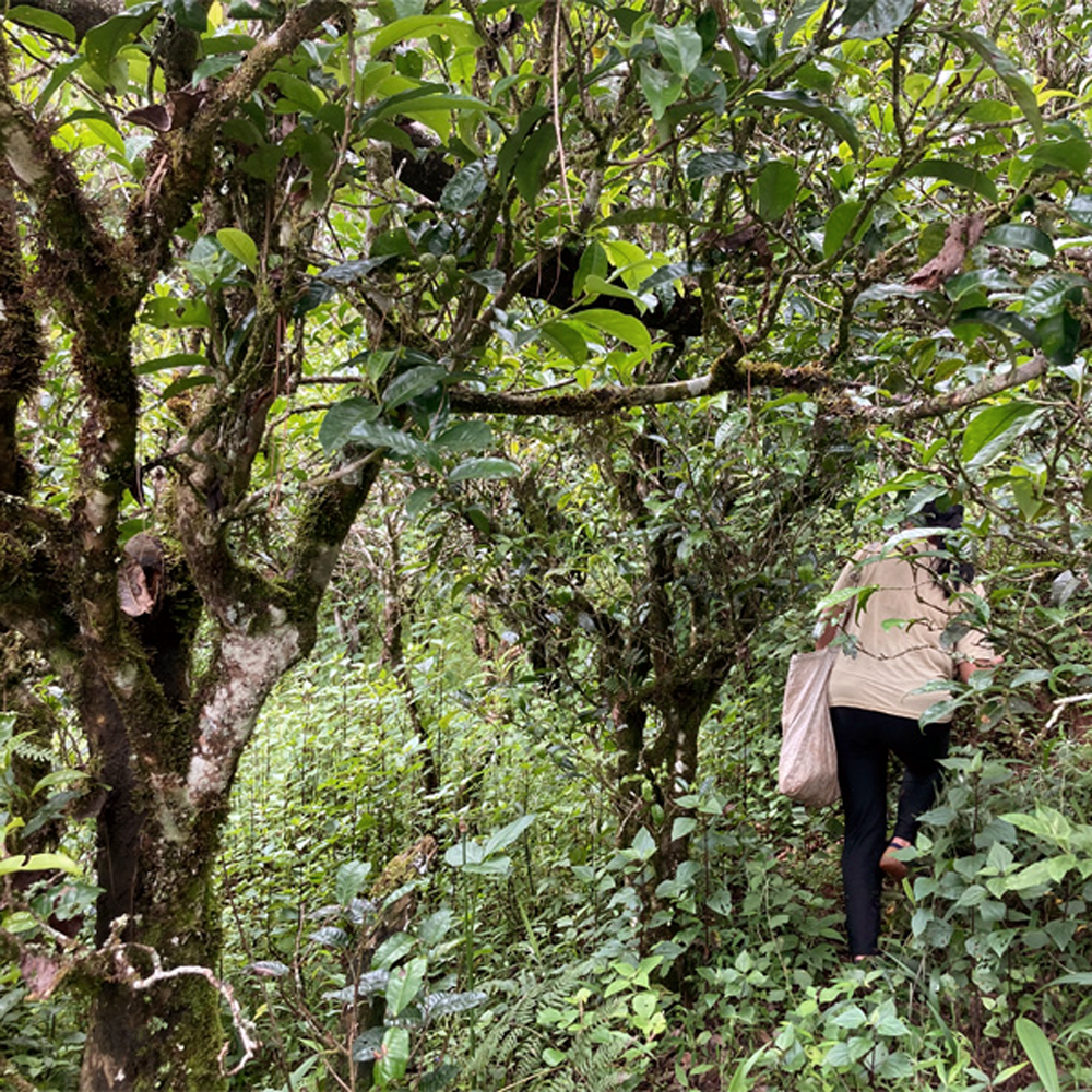 Shou Pu Erh Lao Cha Tou Shou Pu Erh Lao Cha Tou
