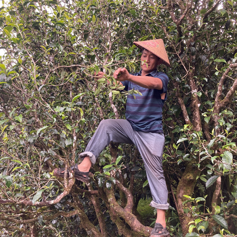 Shou Pu Erh Lao Cha Tou Shou Pu Erh Lao Cha Tou