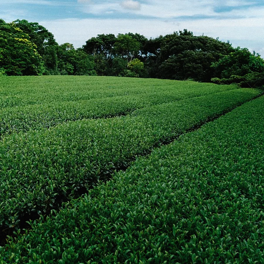 Hashiri Shincha Tanegashima Shuntaro