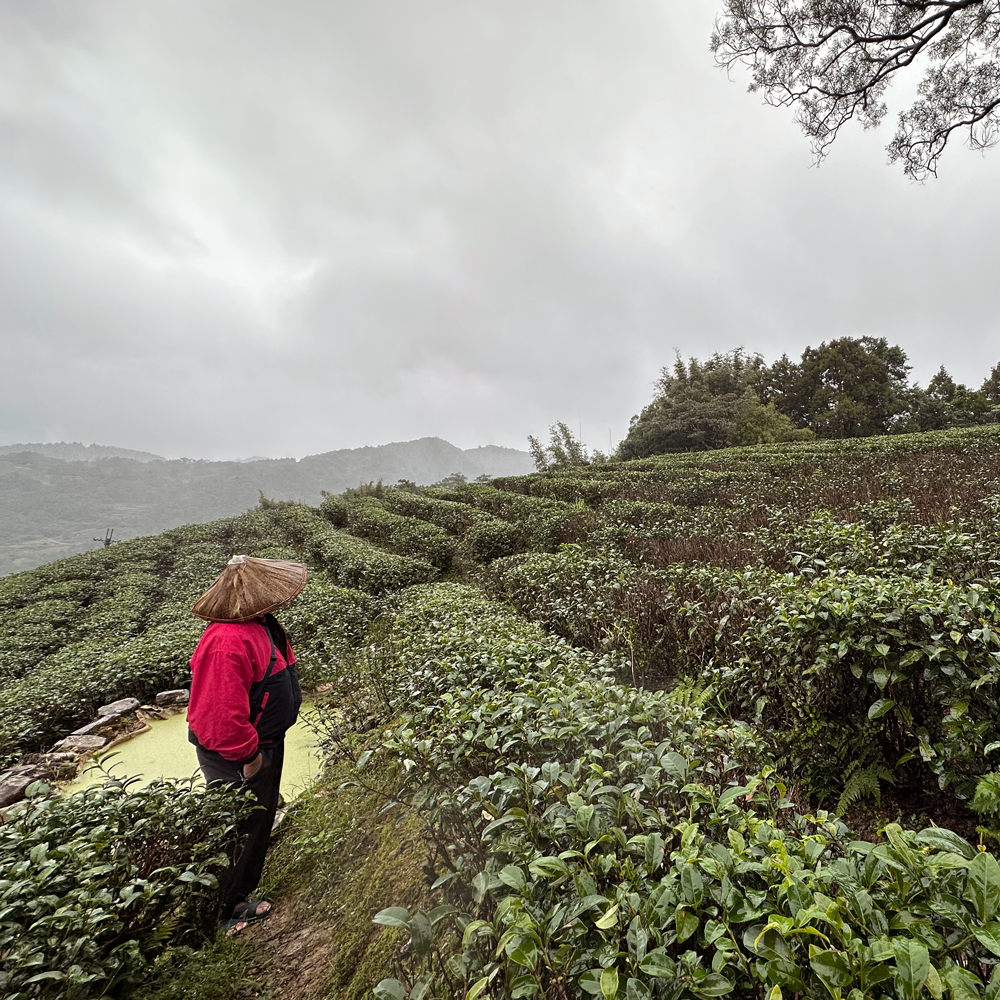 Classique GABA Oolong Classique GABA Oolong