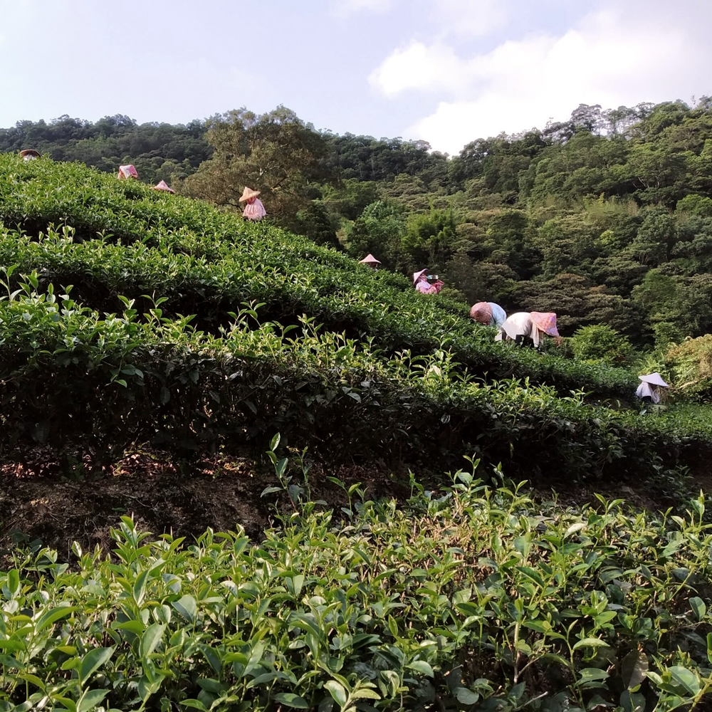 Classique GABA Oolong Classique GABA Oolong