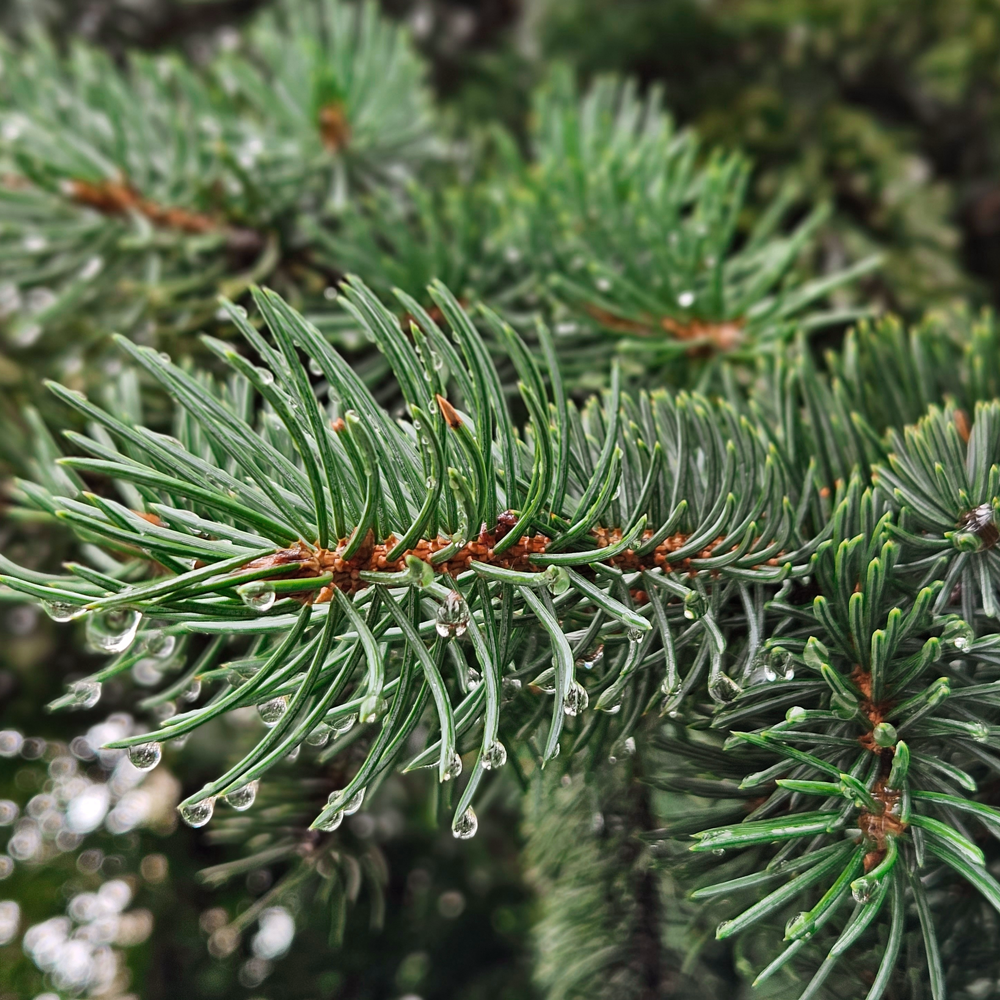 Spruce Needle Tea Organic