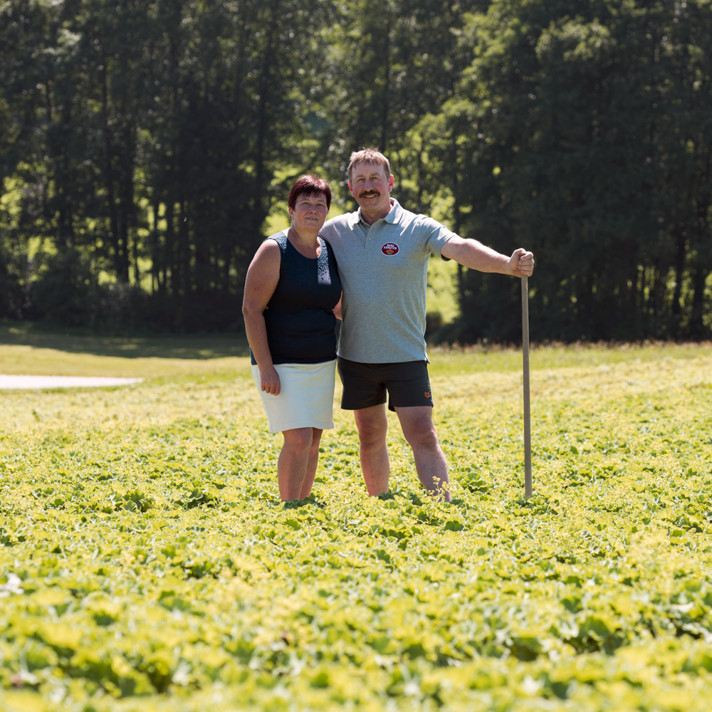 Spruce Needle Tea Organic