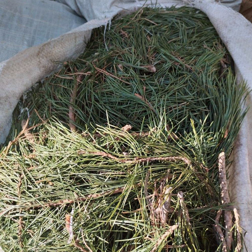 Tisane d'aiguilles de pin Bio