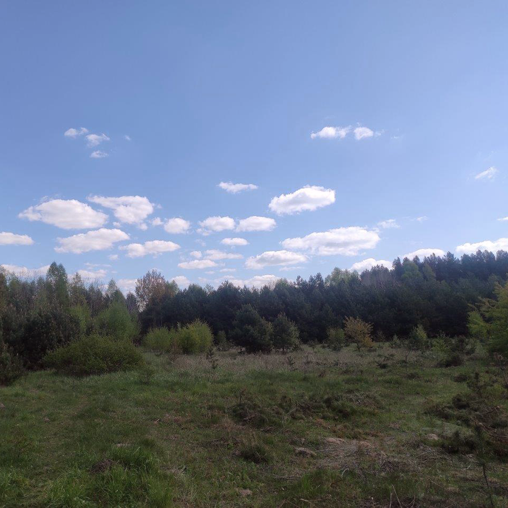 Tisane d'aiguilles de pin Bio