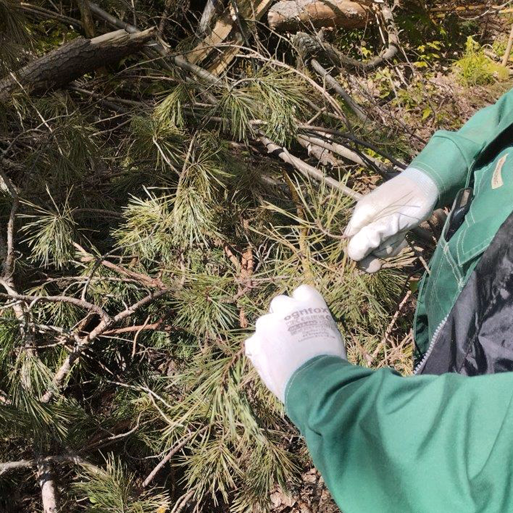 Tisane d'aiguilles de pin Bio