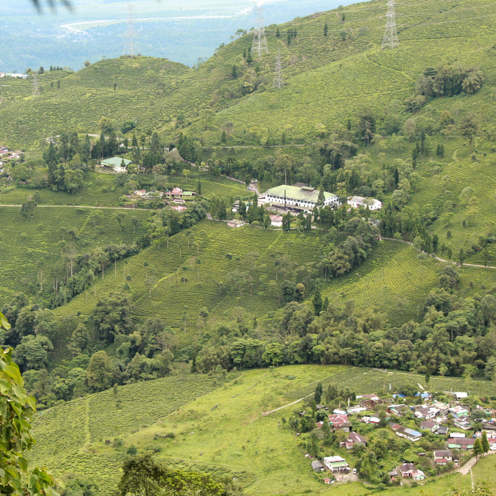 Phuguri First Flush SFTGFOP1