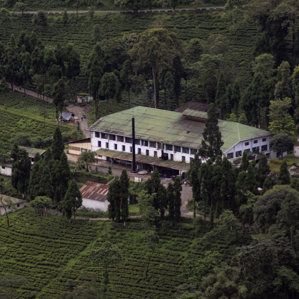 Phuguri First Flush SFTGFOP1