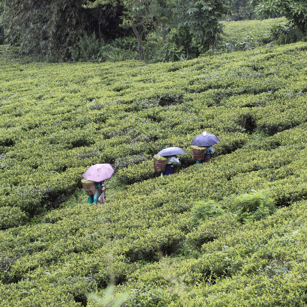 Phuguri First Flush SFTGFOP1 Phuguri First Flush SFTGFOP1