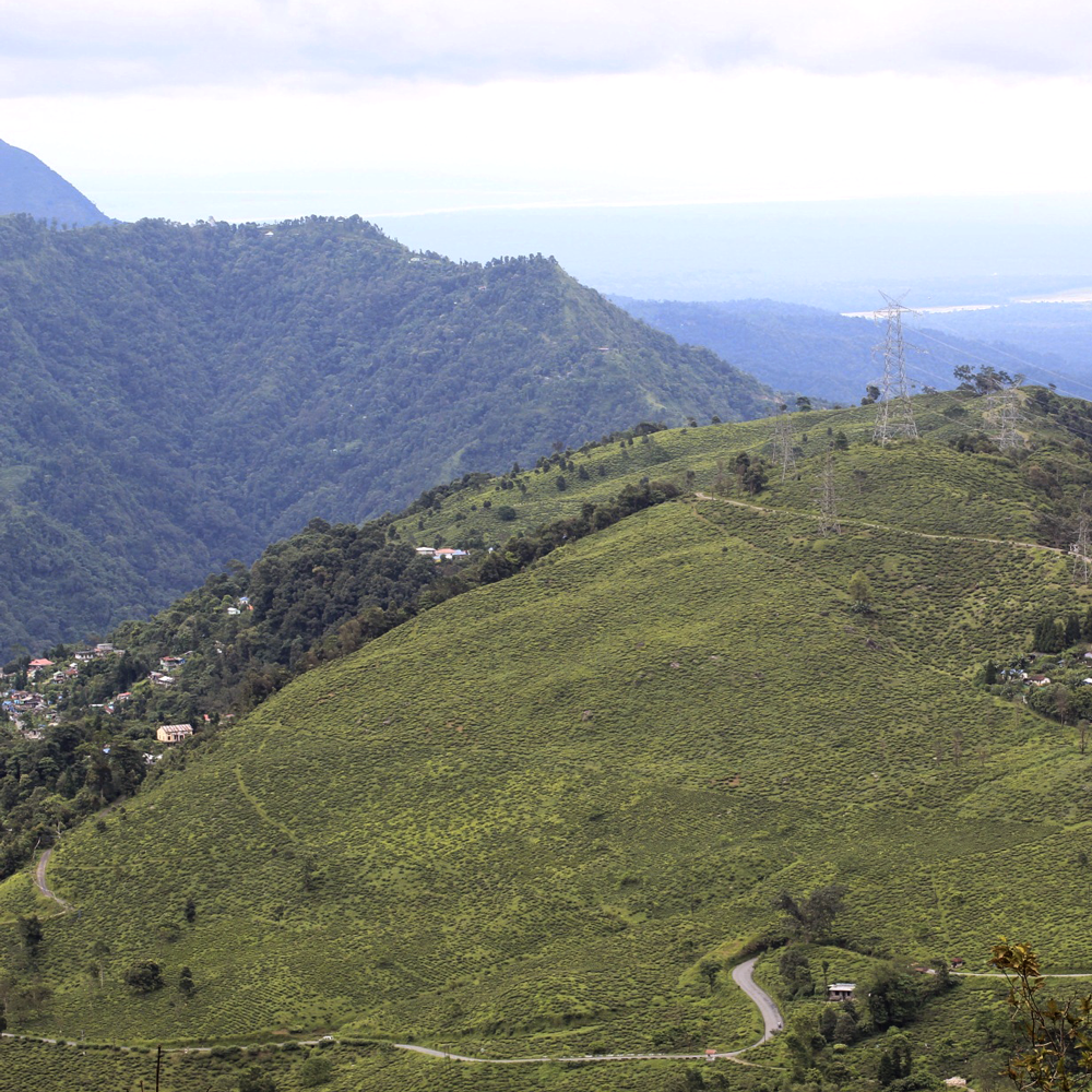 Phuguri First Flush SFTGFOP1 Phuguri First Flush SFTGFOP1