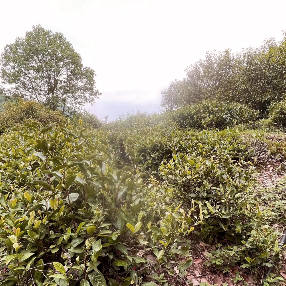 Long Jing Super Premium Bio