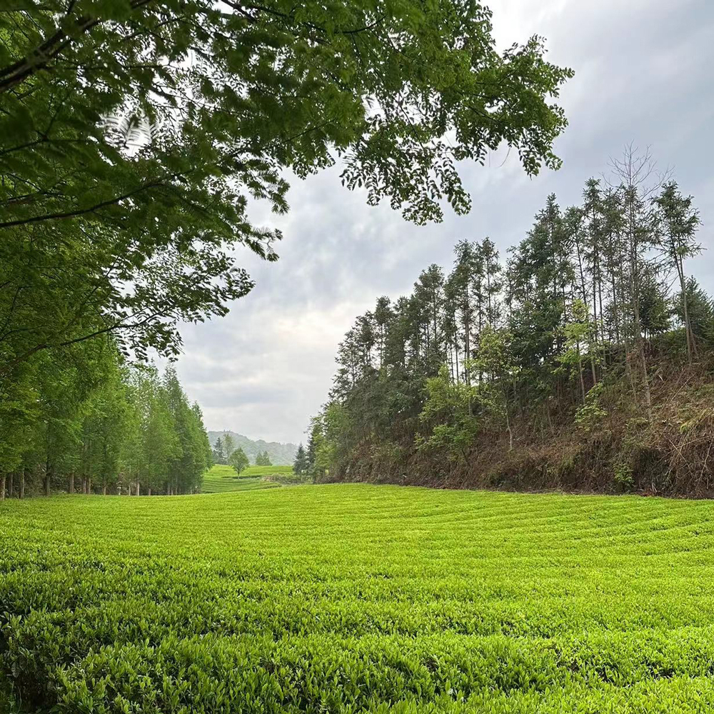 Lushan Cloud & Mist Lushan Cloud & Mist