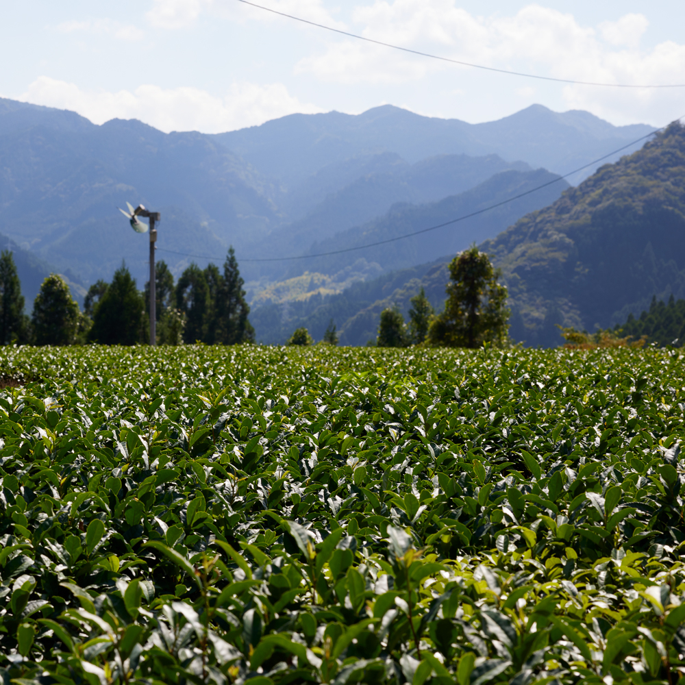 Sencha Karigane Yame Premium