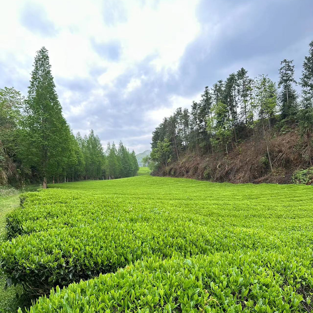 Bai Mu Dan Jiangxi Bio