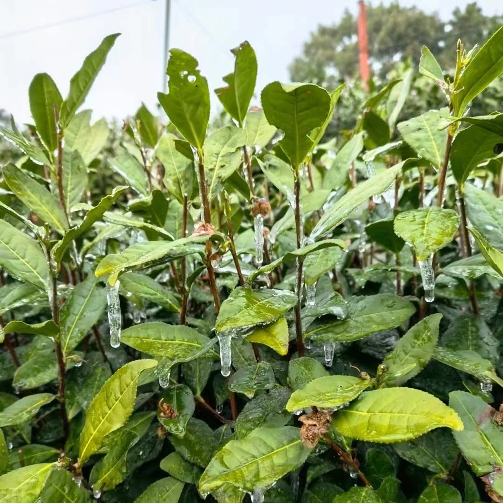 Bai Mu Dan Jiangxi Bio