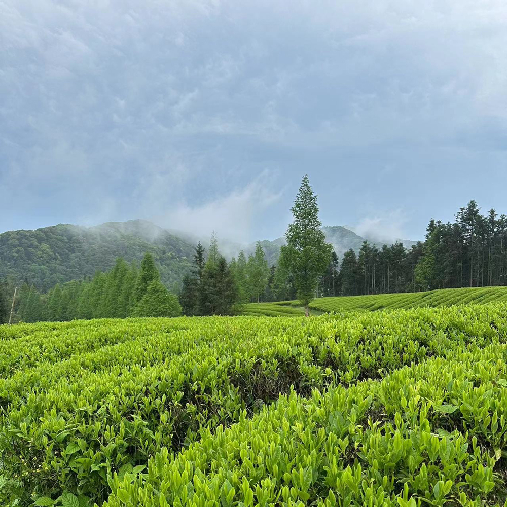 Bai Mu Dan Jiangxi Organic Bai Mu Dan Jiangxi Organic
